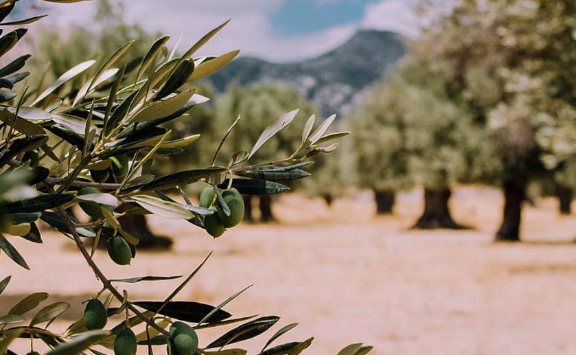 A scenic olive grove